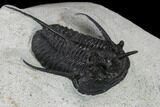 1.4" Devil Horned Cyphaspis Walteri Trilobite - #131325-3